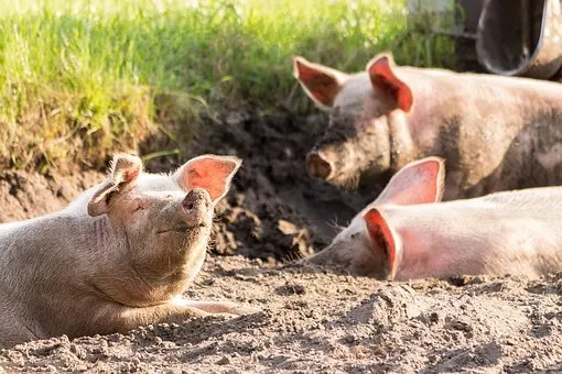 Мертвые свиньи обнаружены на стихийной свалке в Хабаровском крае  