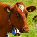В Хабаровском районе обнаружили лейкоз у коров и африканскую чуму у свиней