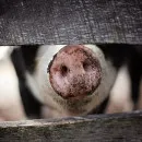 Очаг африканской чумы свиней обнаружен в Галкино Хабаровского района