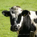 Лейкозных коров не пустили на убой аграрии района имени Лазо Хабаровского края