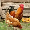 Эпидемия птичьего гриппа может начаться в Хабаровском крае