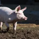 В Хабаровском крае свиньи оказались под запретом из-за африканской чумы