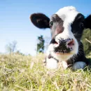 Арестованная корова в Хабаровском крае стала причиной опасной болезни