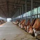 Минсельхоз: В Хабаровском крае растет поголовье крупного рогатого скота