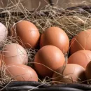 Сальмонеллу в куриных яйцах обнаружил Россельхознадзор в Хабаровске