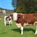 Молочное и мясное животноводство развивается в Хабаровском крае