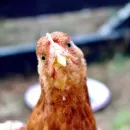 Власти Хабаровского края решили изъять домашнюю птицу из частных подворий рядом с очагом птичьего гриппа