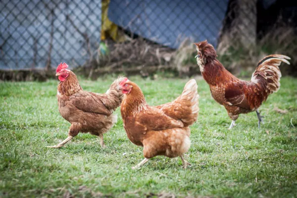 Всех домашних кур в хозяйствах возле хабаровских птицефабрик планируют ликвидировать